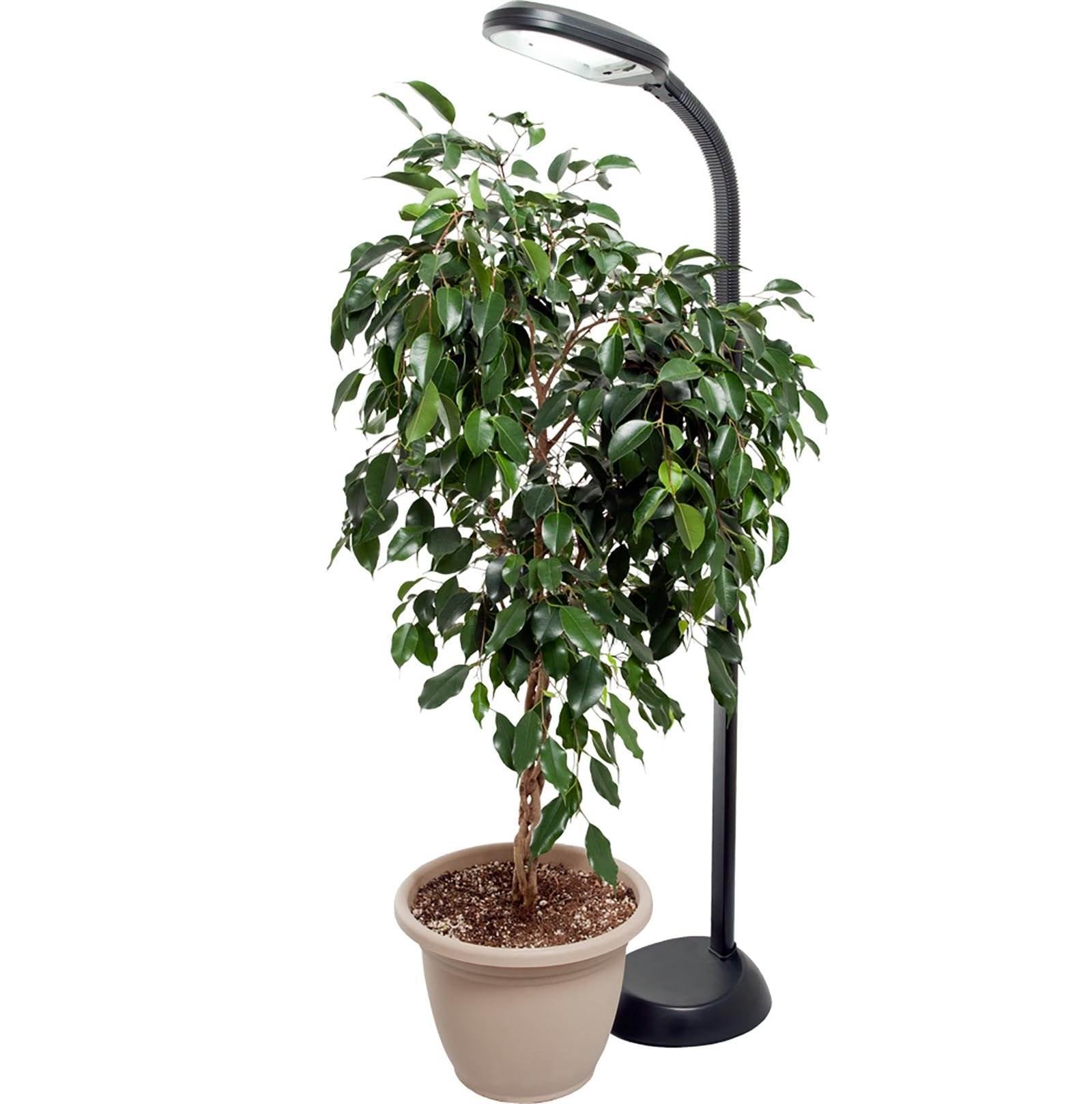 Hydrofarm Agrobrite 27 Watt Indoor Adjustable Standing Plant Lamp Light (2-Pack) - VMInnovations
