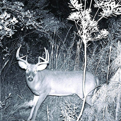 Moultrie M-880i 8 MP Mini Game Camera, 4 Pack (Certified Refurbished) + SD Cards