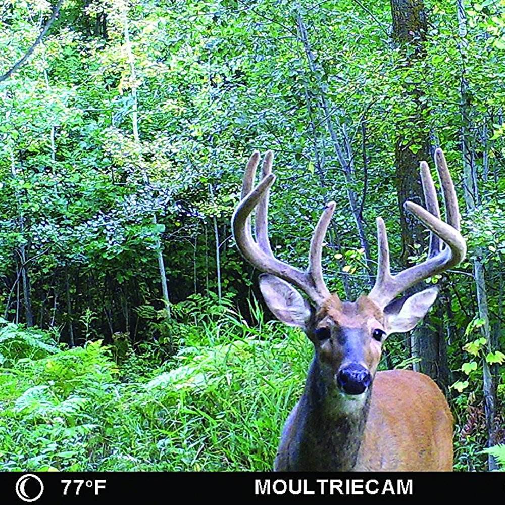 Moultrie M-880i 8MP Mini 70' Trail Game Camera+ SD Card (Certified Refurbished)