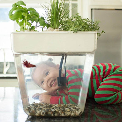 3 Gal. Self-Cleaning Aquaponic Water Garden Fish Tank Aquarium (Open Box)