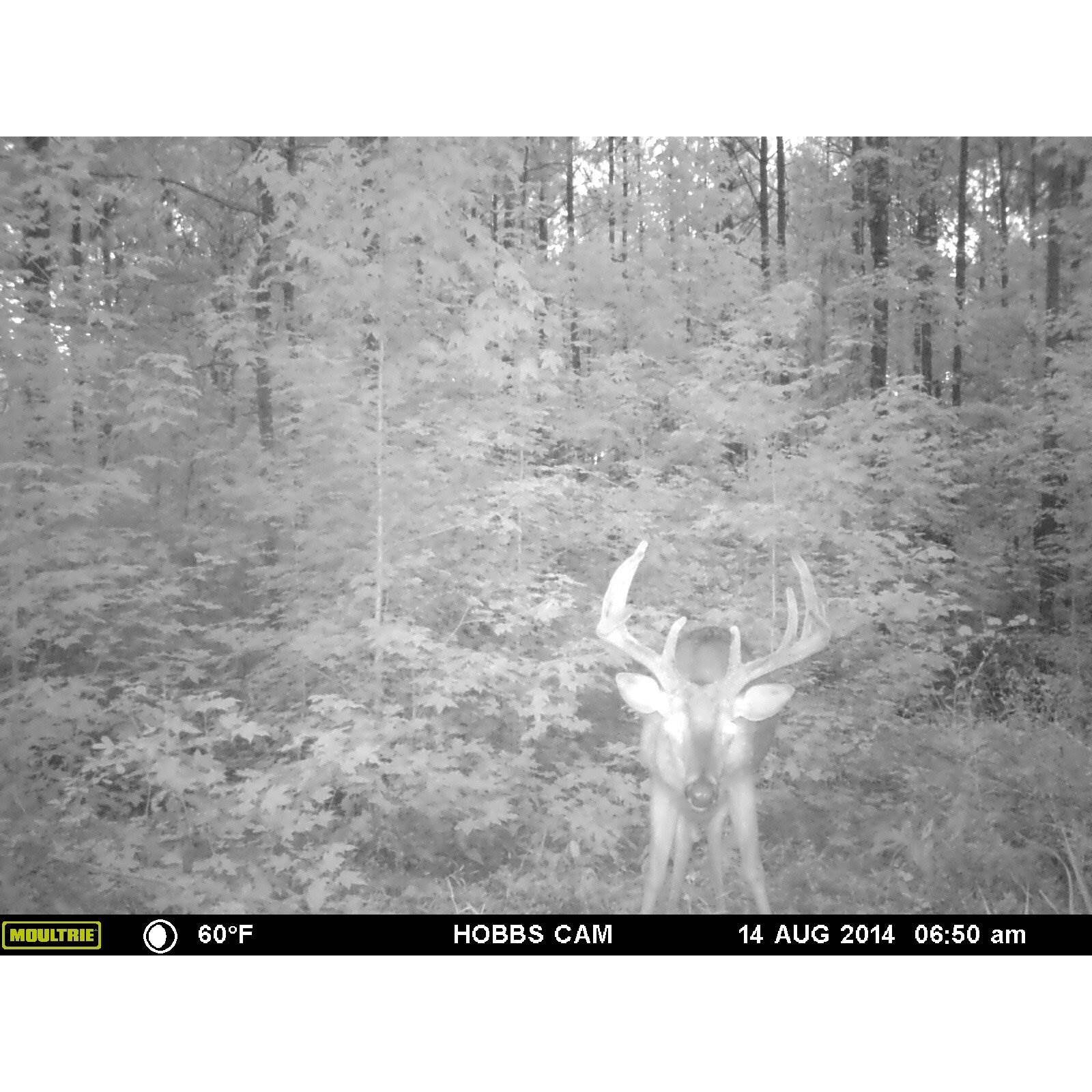 Moultrie A-30i 12MP 60' HD Video No Glow IR Game Trail Camera + Flash Extender