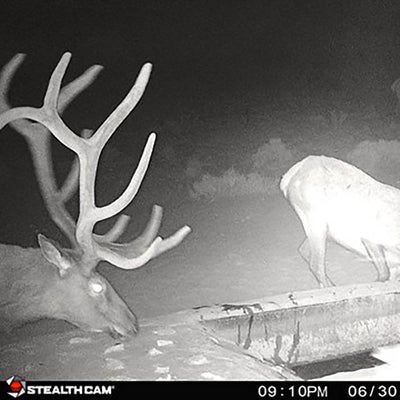 Stealth Cam G34 Pro 12 MP 4 Resolution HD Video 80' Range Game Camera (4 Pack)