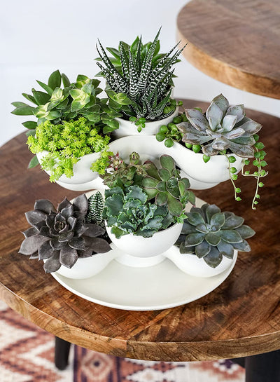 The HC Companies 8" Pixie Indoor Stacking Succulent Planter Pot, Artisan Taupe