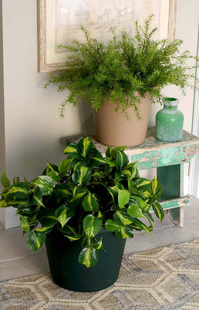 The HC Companies Garden Flower Pot Planter with Wakefield HERO Garden Compost - VMInnovations