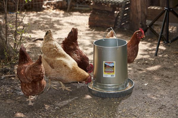 Little Giant 30-Pound Floor Space Saving Hanging Metal Poultry Feeder