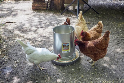 Little Giant 30-Pound Floor Space Saving Hanging Metal Poultry Feeder (Open Box)