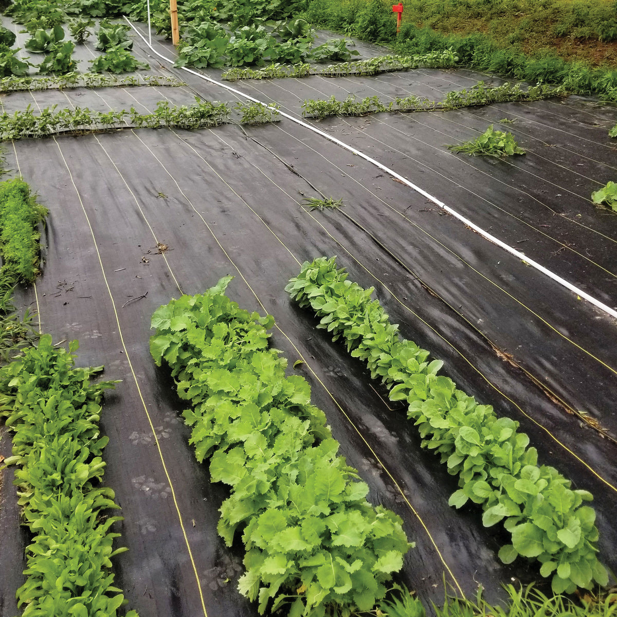 DeWitt Sunbelt 6' x 300' Woven Weed Barrier Landscape Fabric Ground Cover, Black (Refurbished)