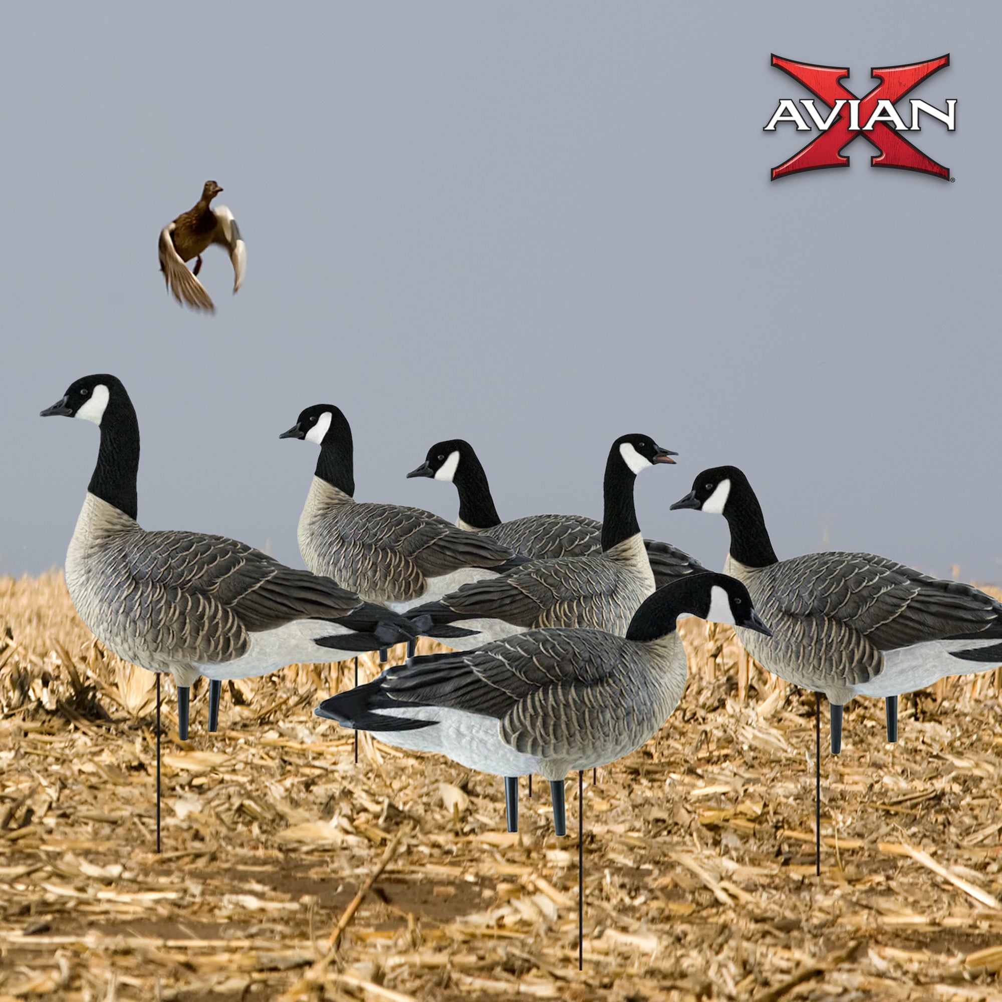 Avian X AXP Honkers Fusion Pack Goose Decoy with 6 Piece Fusion Pack for Hunting