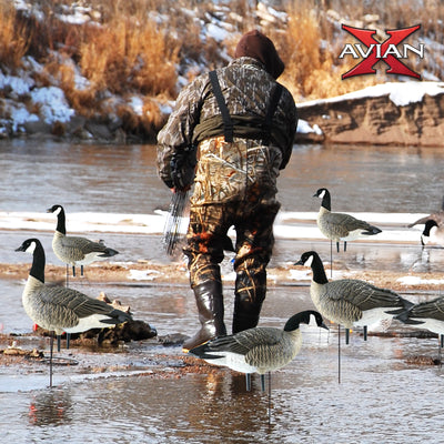Avian X AXP Honkers Fusion Pack Lesser Canada Goose Decoys, 2 Pack, Multicolor