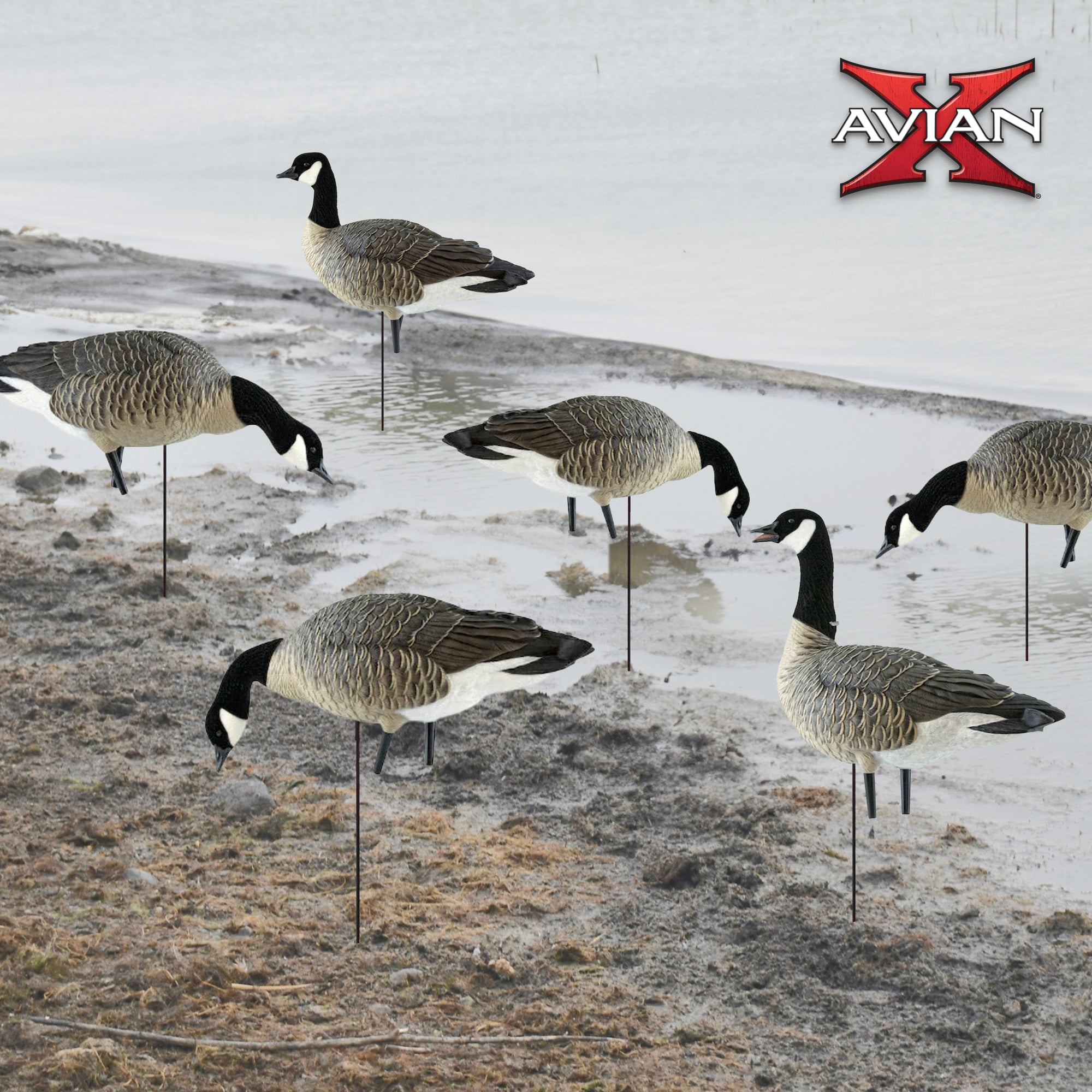 Avian X AXP Honkers Fusion Pack Goose Decoy with 6 Piece Fusion Pack for Hunting