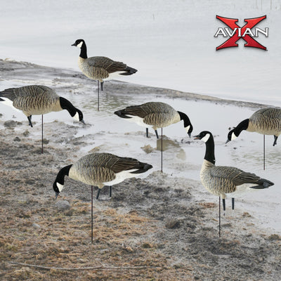 Avian X AXP Honkers Fusion Pack Goose Decoy with 6 Piece Fusion Pack for Hunting