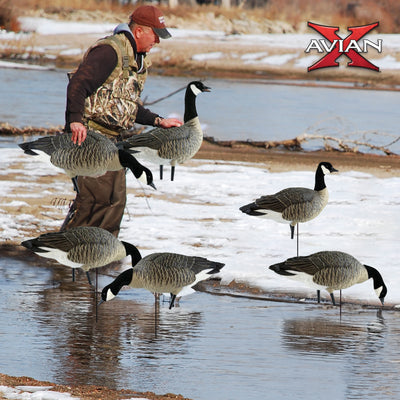 Avian X AXP Honkers Fusion Pack Goose Decoy with 6 Piece Fusion Pack for Hunting