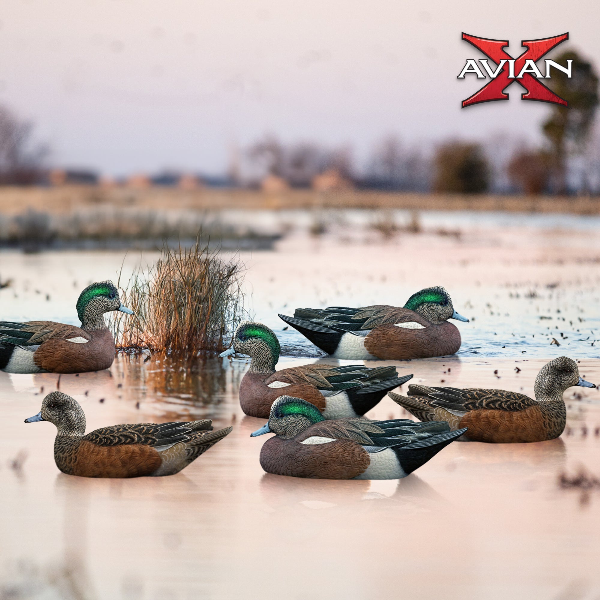 Avian X Topflight Wigeons, Rugged Realistic Floating Decoys, 6 Pack, Multicolor - VMInnovations