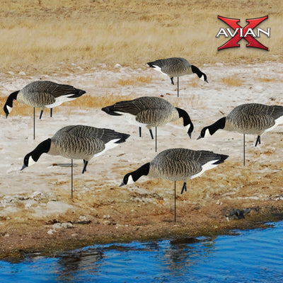 Avian X AXP Honkers Fusion Pack Decoys Bundle w/Topflight Lesser Floating Decoys