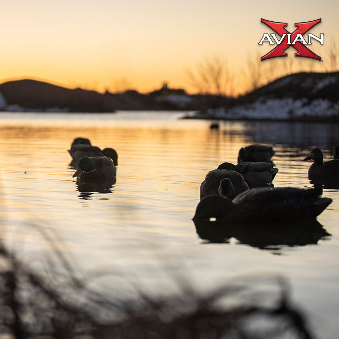 Avian X Topflight Backwater Mallards Decoys, Realistic Floating, 6pk (Open Box)