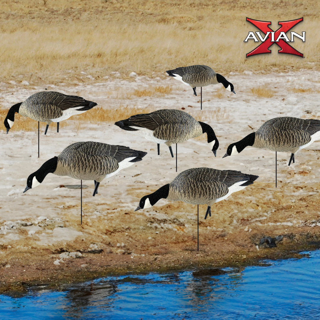 Avian X Honkers Fusion Canada Goose Decoy Realistic Feeder Bodies, 6pc(Open Box)