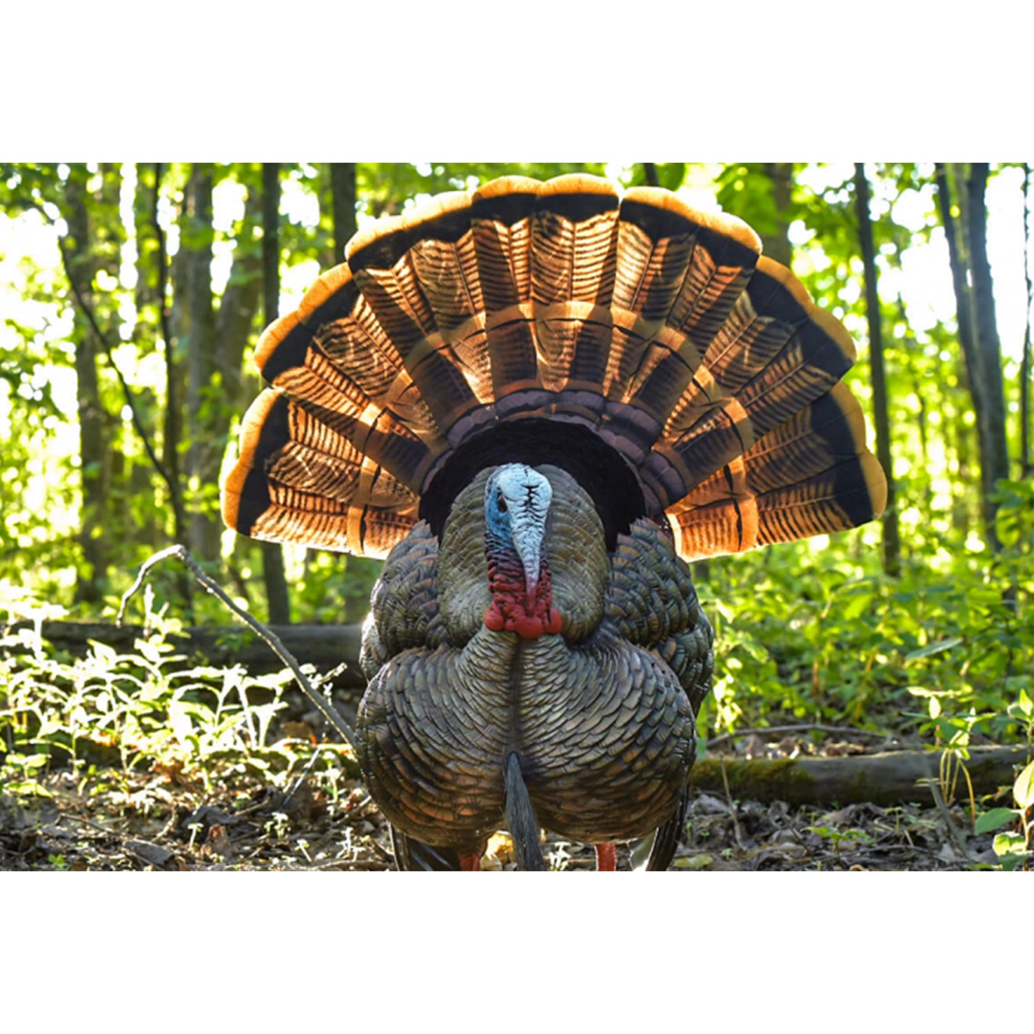 Avian-X AVX8108 HDR Strutter Adjustable Tail Fan Realistic Turkey Hunting Decoy - VMInnovations