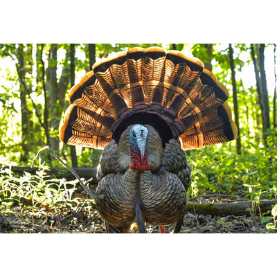 Avian-X AVX8108 HDR Strutter Adjustable Tail Fan Realistic Turkey Hunting Decoy - VMInnovations