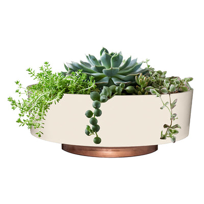 The HC Companies 8 Inch Capri Bowl Indoor Succulent Planter Pot, Vanilla Bisque