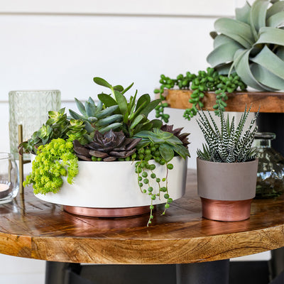 HC Companies 8in Capri Planter, Artisan Taupe & Wakefield 1gal Soil Conditioner