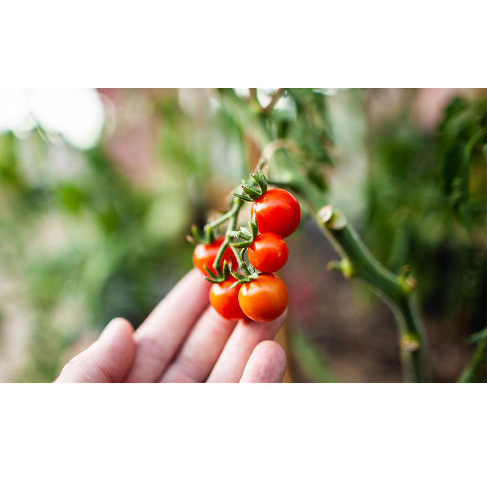 Coast of Maine OMRI Listed Tomato and Vegetable Planting Soil, 20 Qt Bag (8 Pk) - VMInnovations