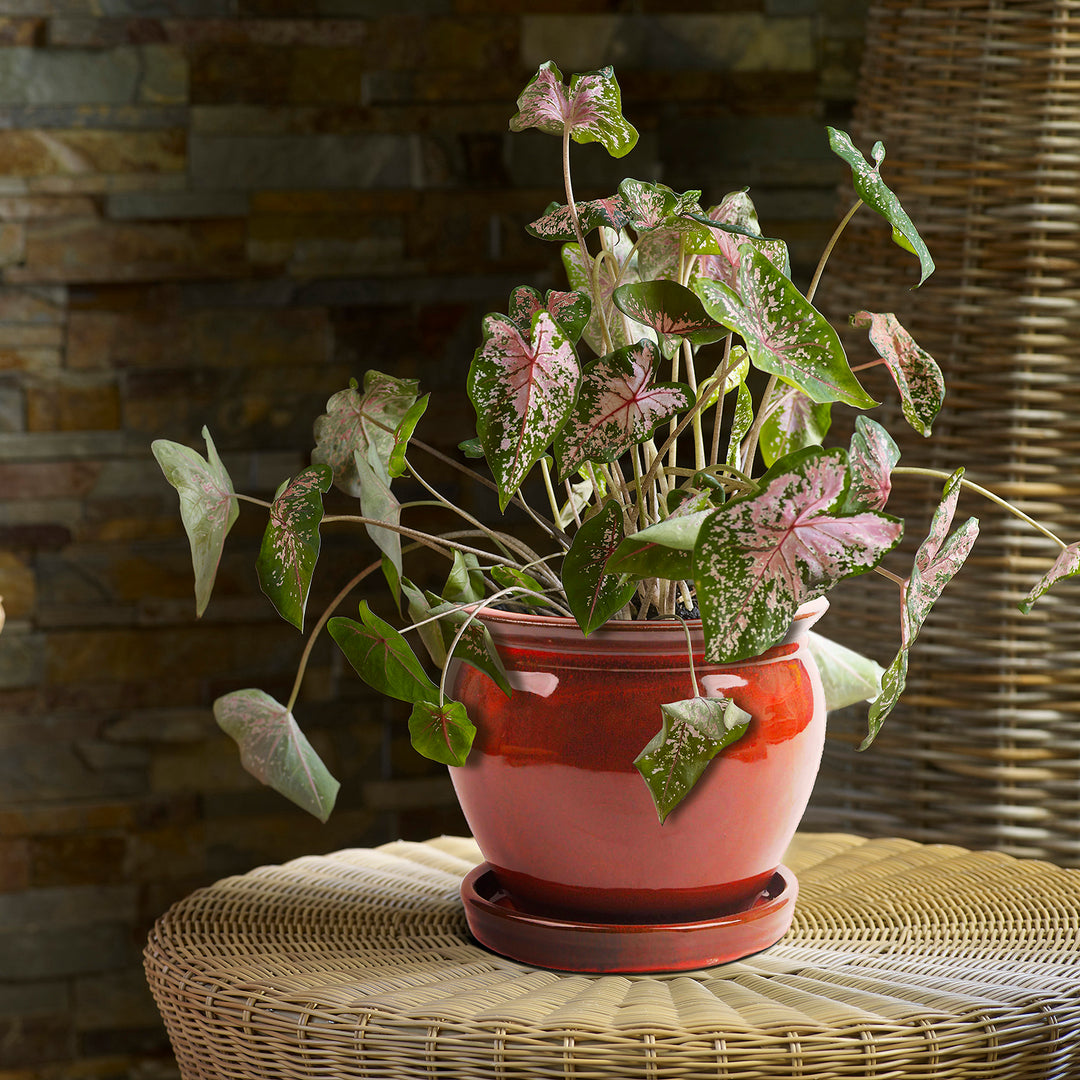 Southern Patio Wisteria 8 Inch Diameter Ceramic Pot w/ Saucer, Red (Open Box)