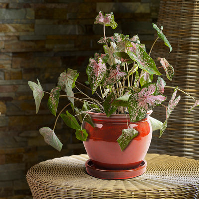 Southern Patio Wisteria 8 Inch Diameter Ceramic Pot w/ Saucer, Red (Open Box) - VMInnovations
