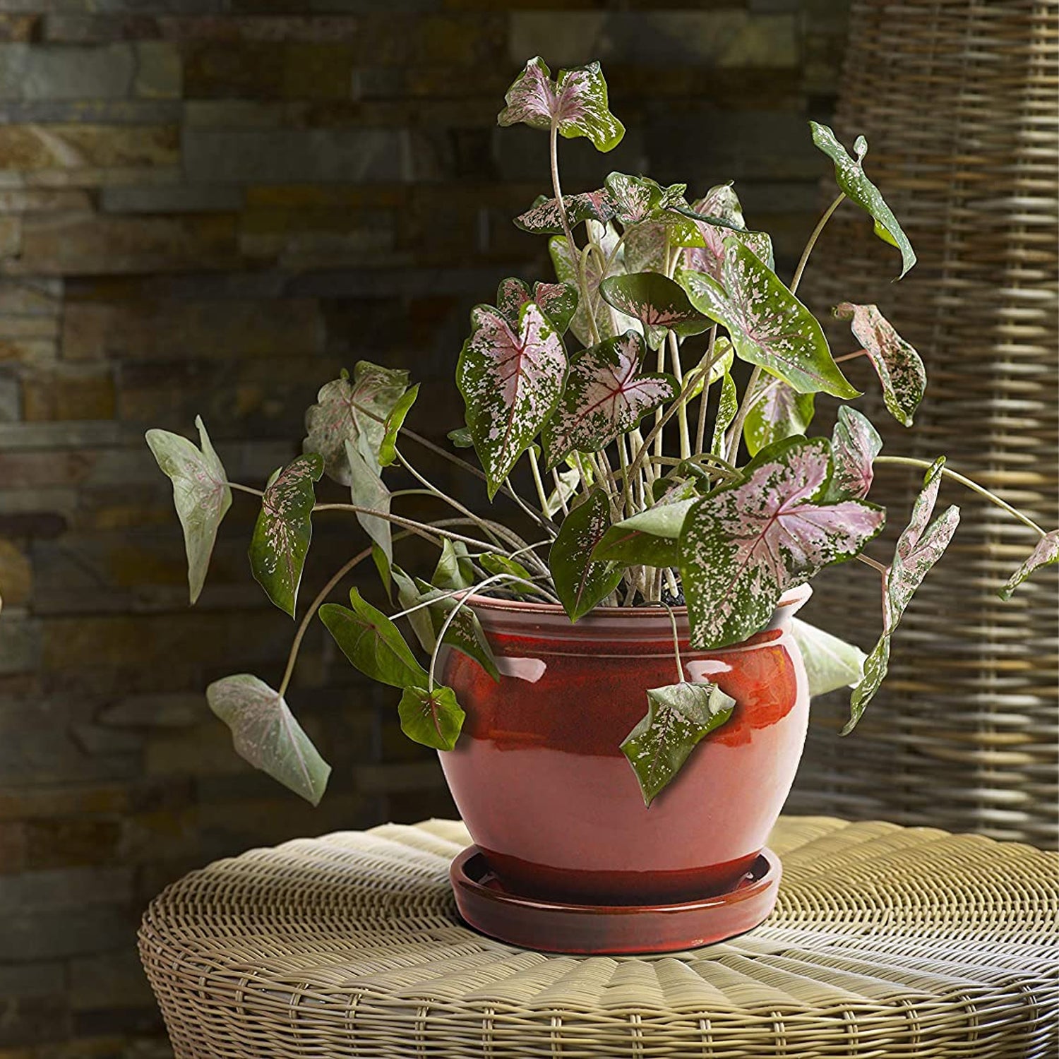 Southern Patio Wisteria 12 Inch Diameter Ceramic Planter Pot with Saucer, Red - VMInnovations