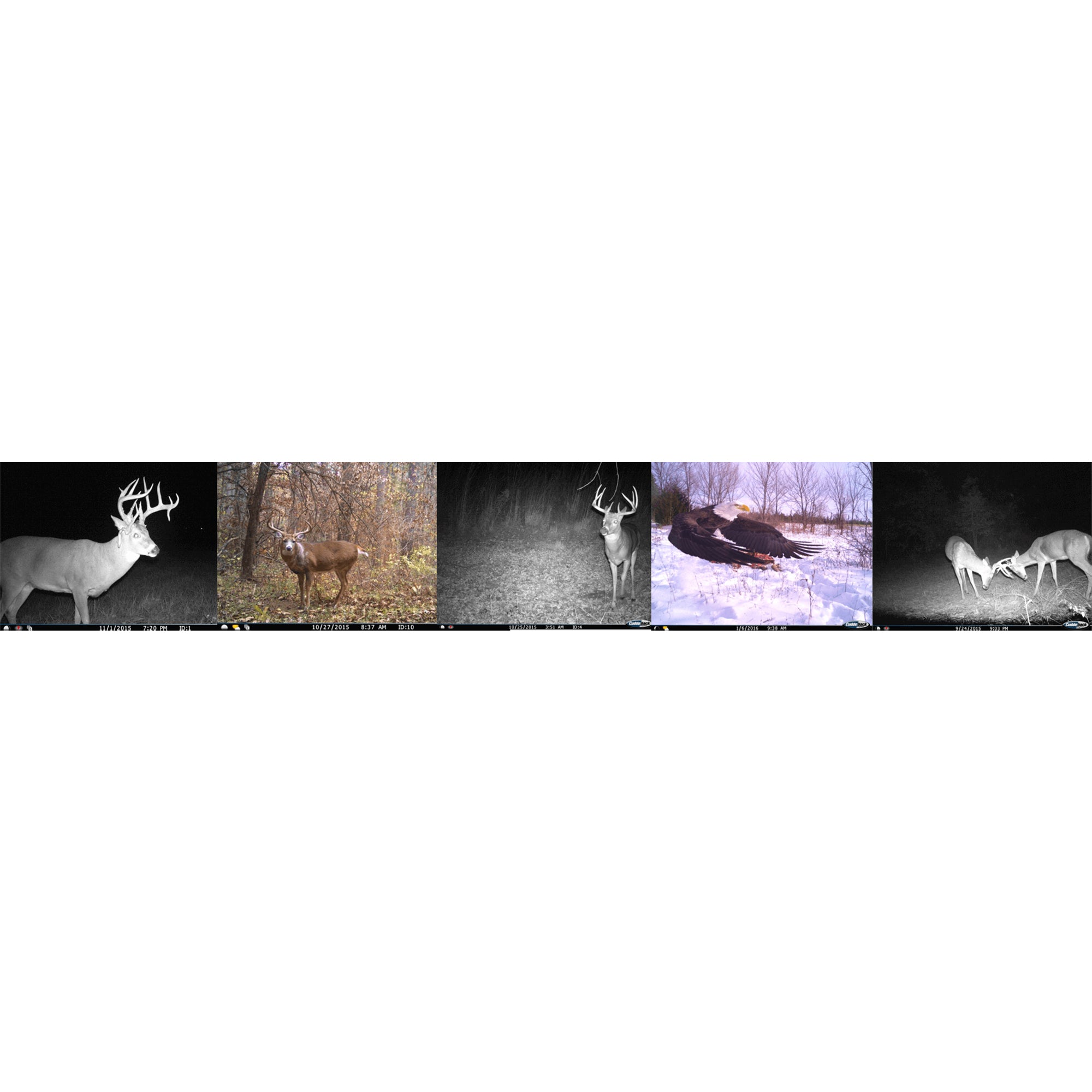 Cuddeback Power House Black Flash 20 MP Wireless Network Trail Camera (4 Pack)