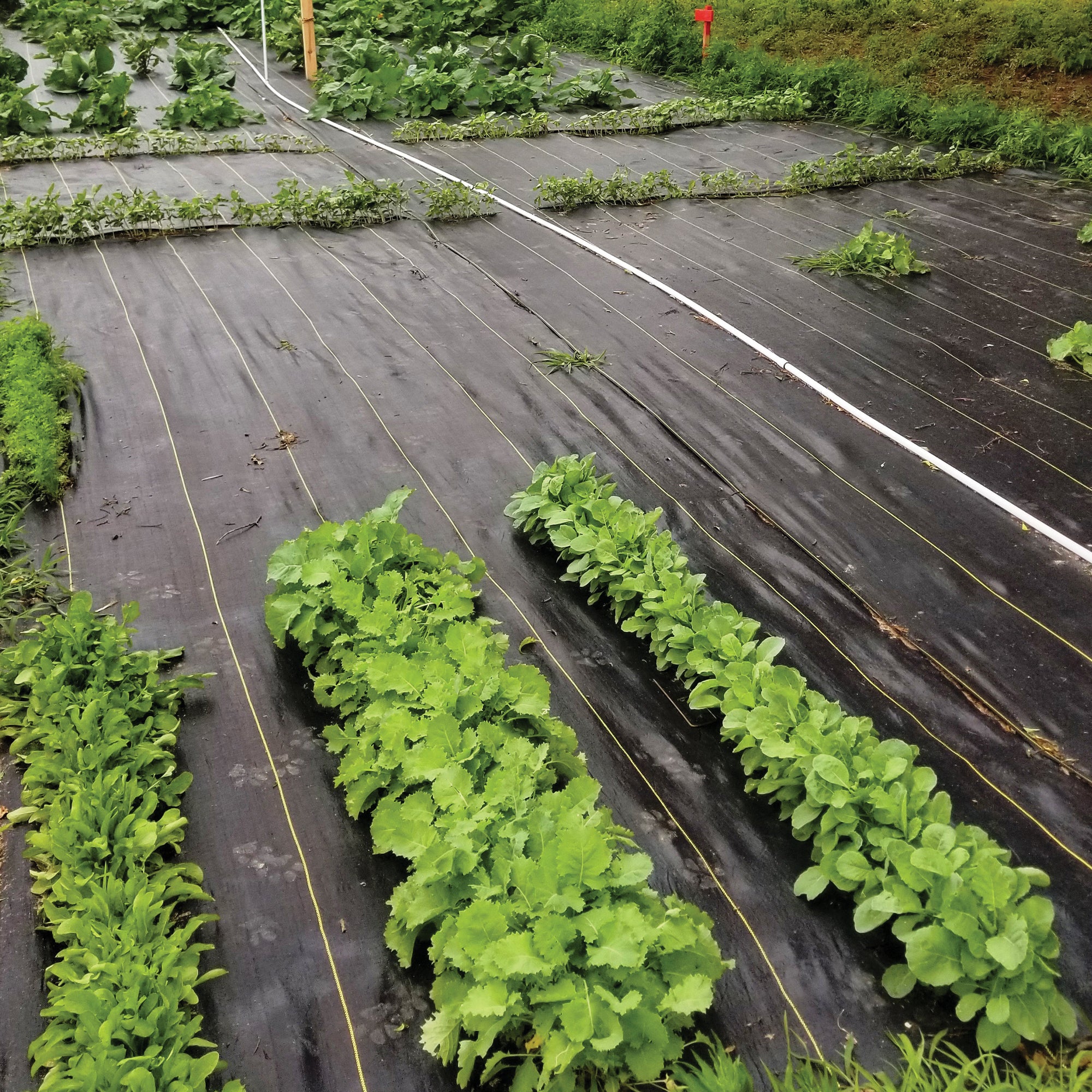 DeWitt Sunbelt 4' Weed Barrier Landscape Ground Cover, 300' (Open Box) (5 Pack) - VMInnovations