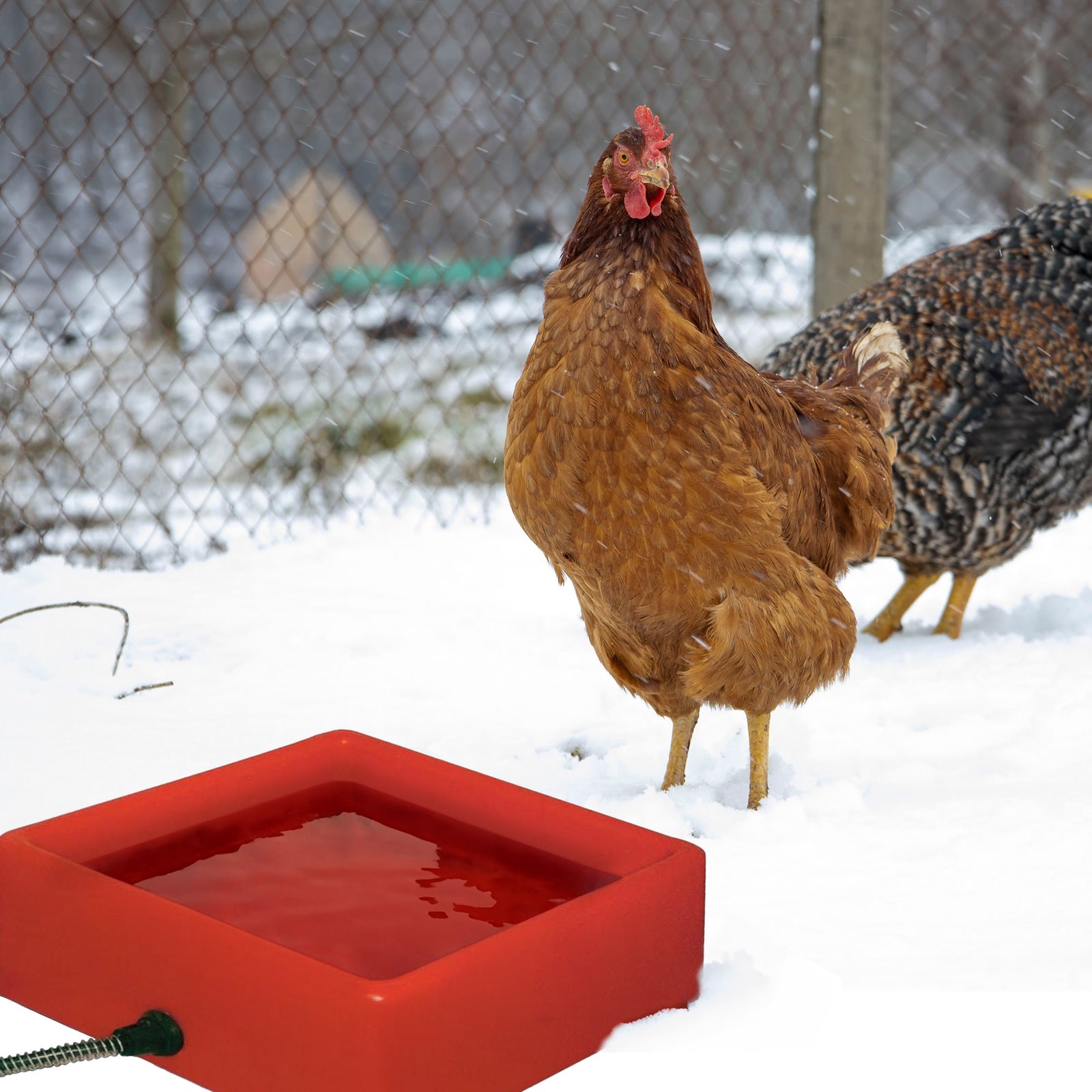 Farm Innovators 1.25 Gallon 60W Electric Heated Pet Water Bowl, Red (3 Pack) - VMInnovations