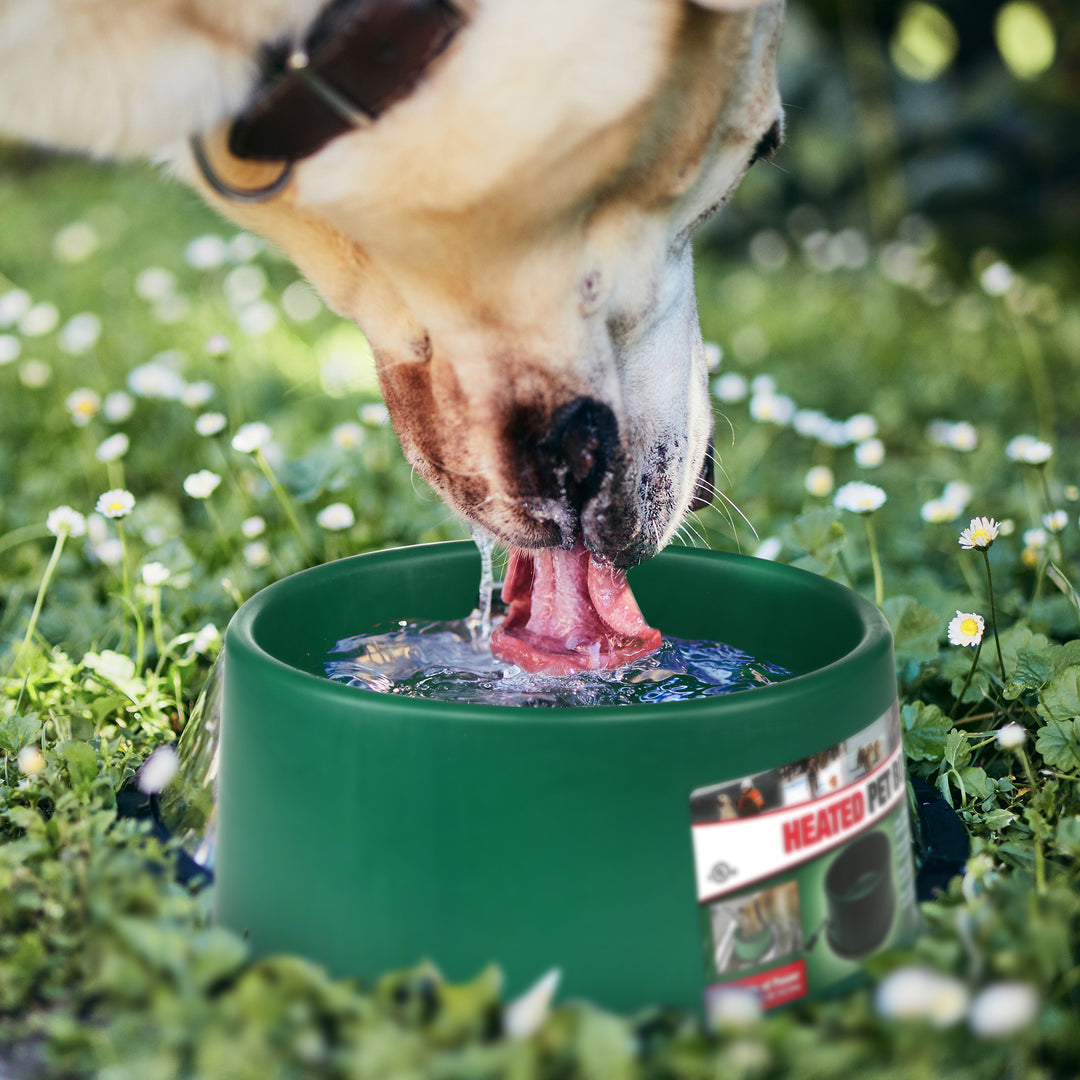 Farm Innovators 1.5 Gallon Electric Heated Pet Water Bowl, 60 Watt, Green (Used)