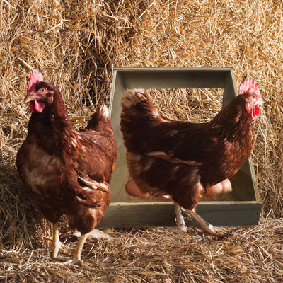 Farm Innovators Wood Nesting Box for Chickens, Ducks & Birds (Open Box) - VMInnovations