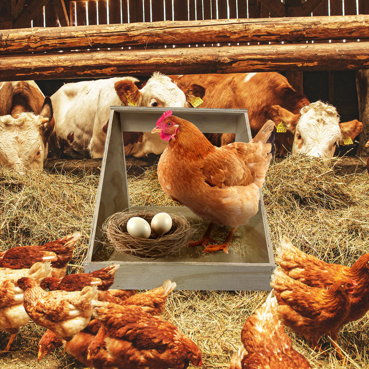 Farm Innovators Wood Nesting Box for Chickens, Ducks & Birds (Open Box)