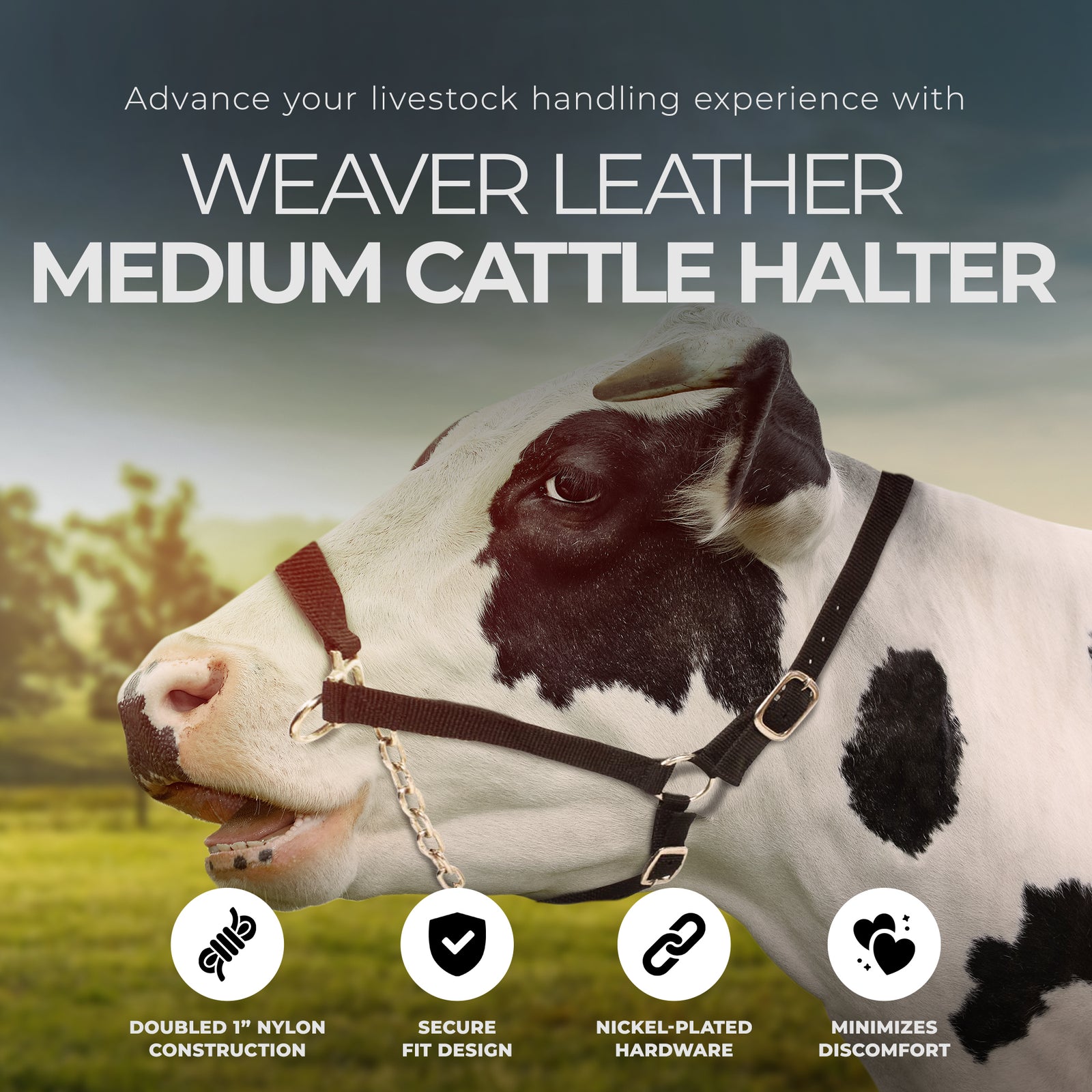 Weaver Leather Medium Cattle Halter with Double Stitched Nylon and Chin Choker - VMInnovations