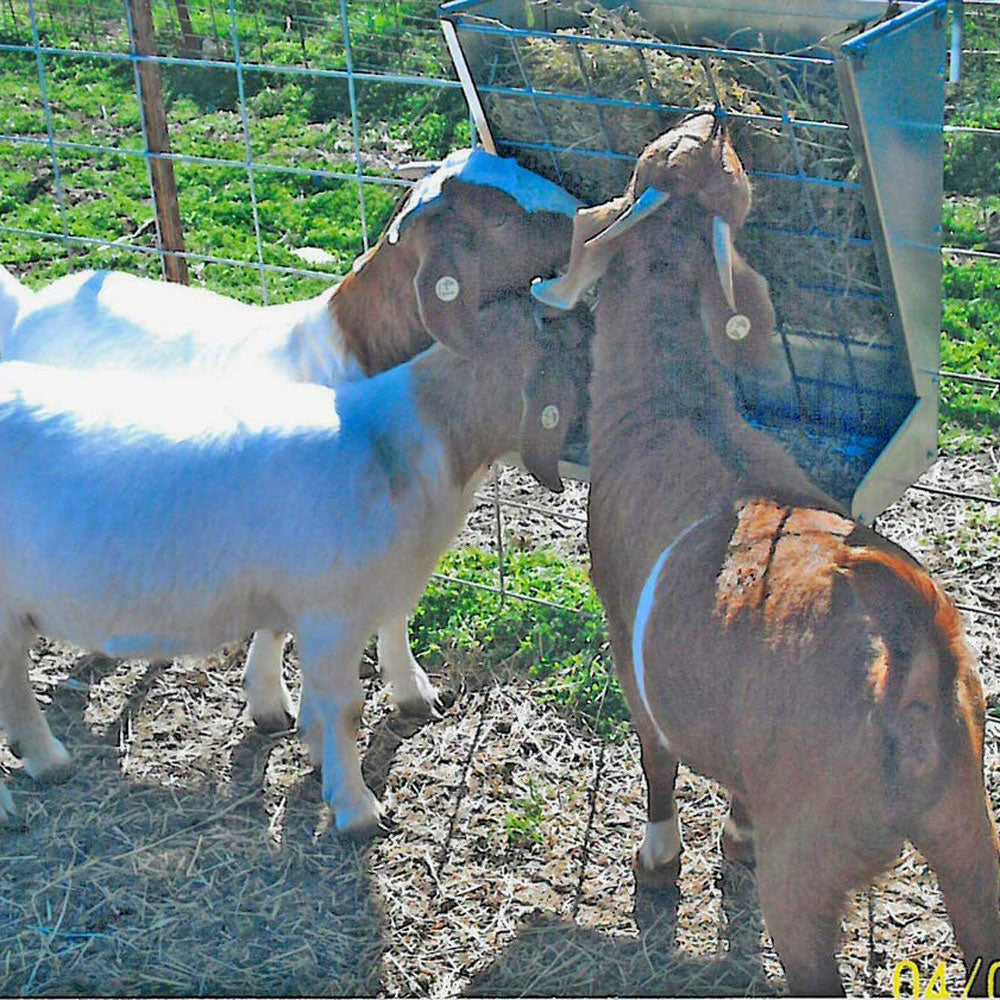 Little Giant Heavy-Duty Galvanized Metal 2-in-1 Goat and Sheep Feeder (4 Pack)