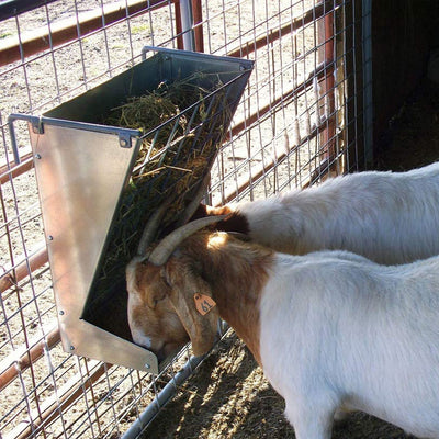 Little Giant Heavy-Duty Galvanized Metal 2-in-1 Goat and Sheep Feeder (2 Pack)