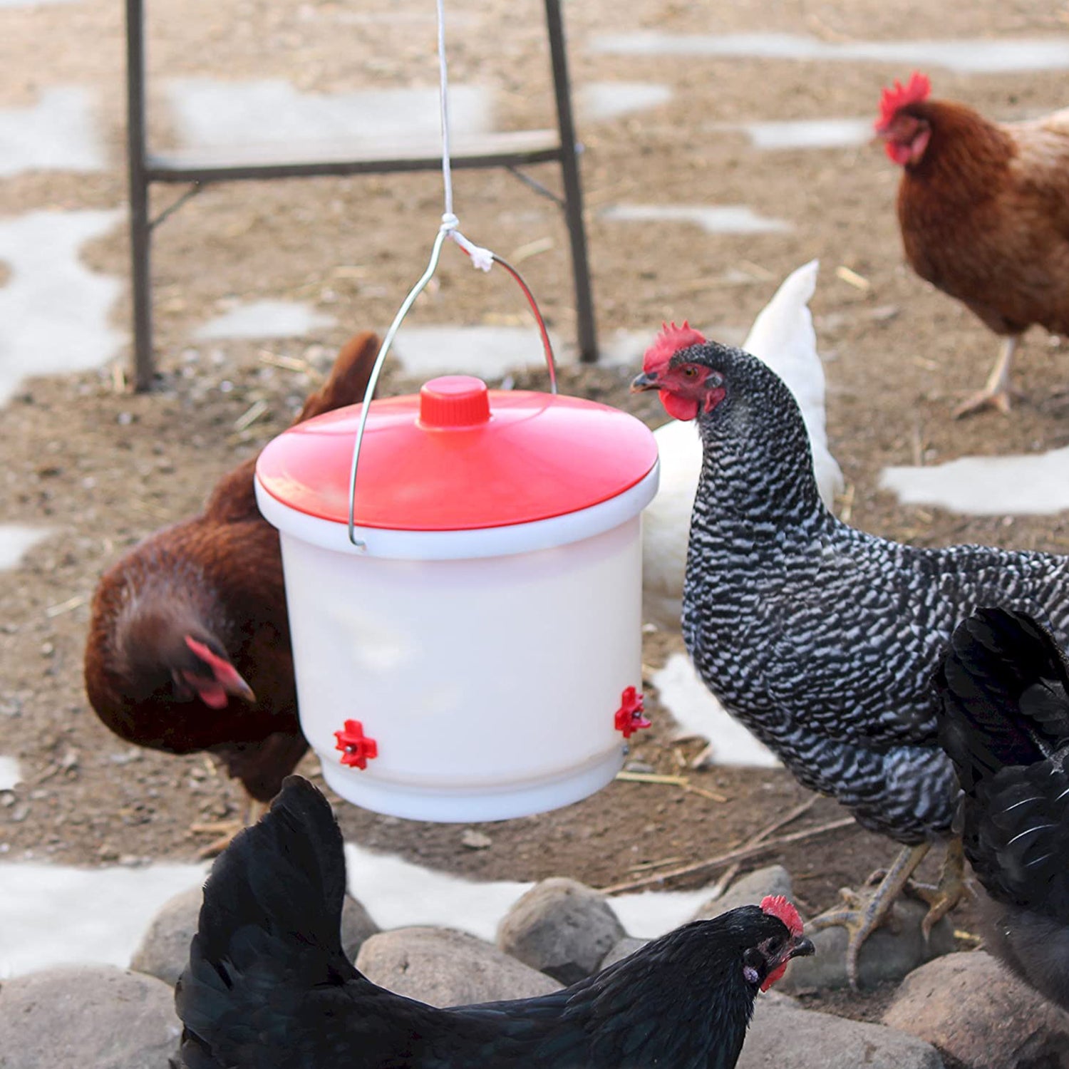 Farm Innovators HB-60P Heated 2Gal Poultry Bucket Drinker, White/Red (Open Box) - VMInnovations