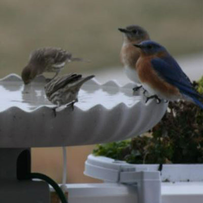 Farm Innovators Outdoor Heated Bird Bath, 120 Watt Stone Birdbath w/ Deck Mount - VMInnovations
