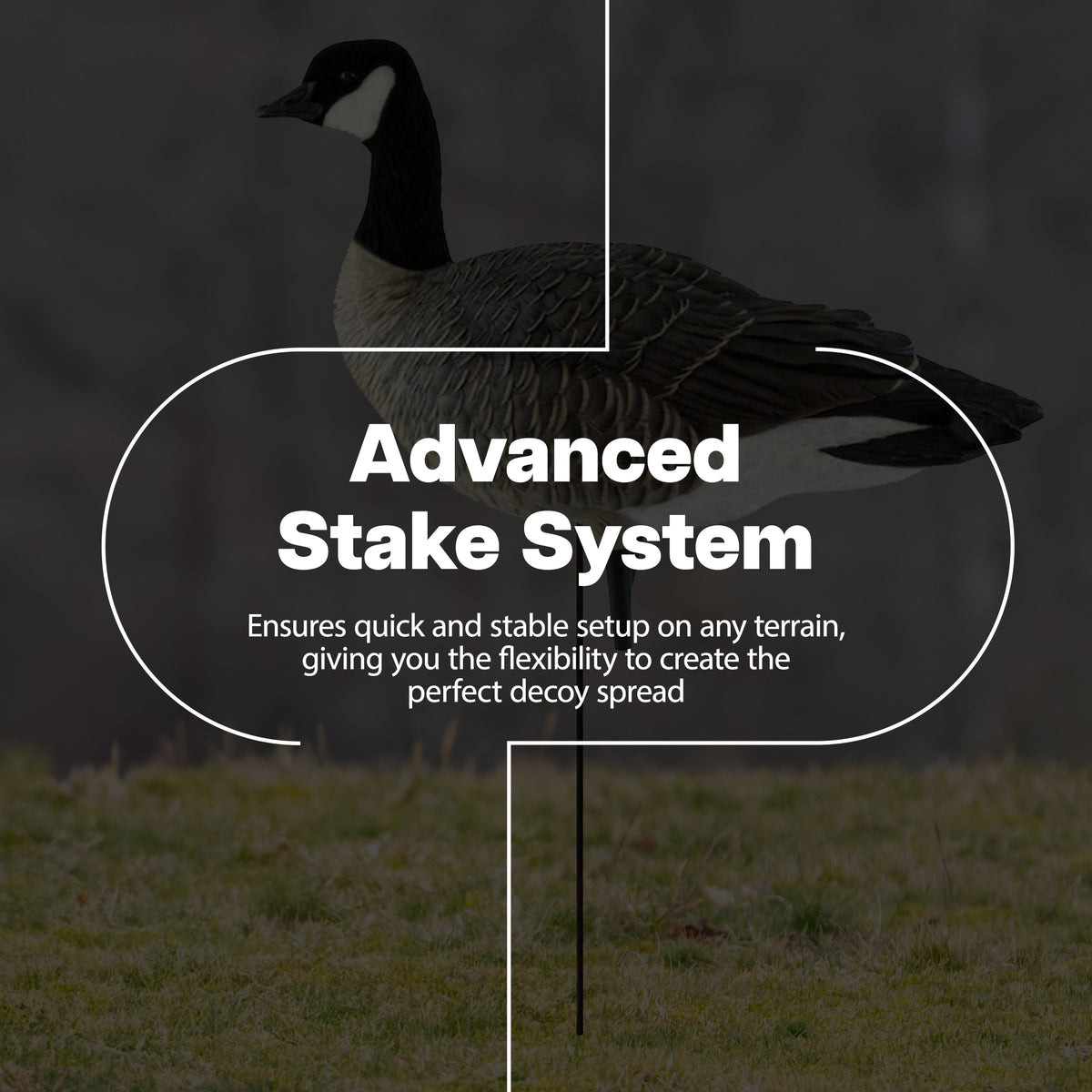 Avian X Lessers 6 Piece Fusion Realistic Goose Outdoor Hunting Decoy, 3 Pack