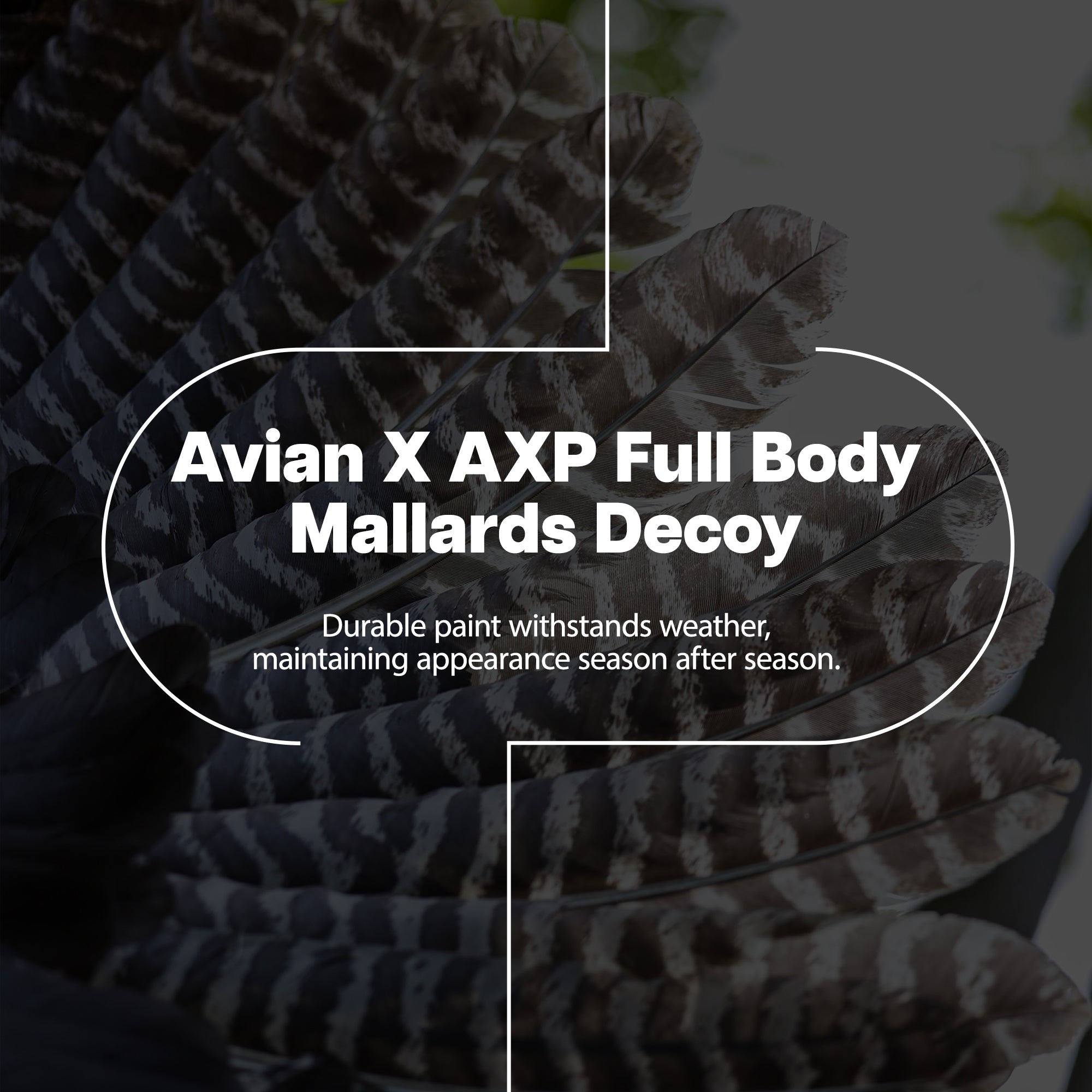 Avian X AXP Full Body Mallards Decoy, Ultra Realistic & Wind Activated, 18 Pack