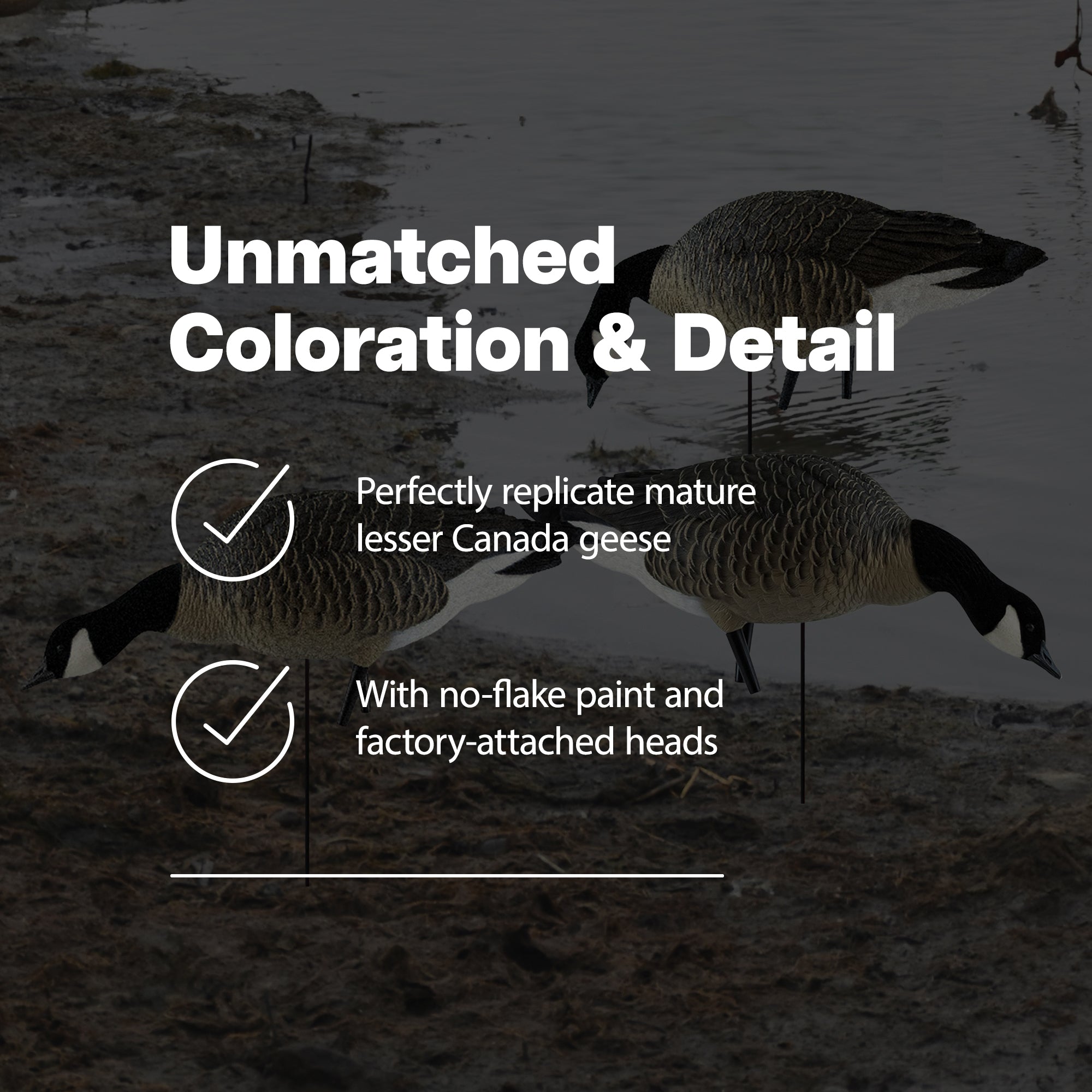 Avian X Honkers Fusion Canada Goose Decoy Realistic Feeder Bodies, 6pc(Open Box) - VMInnovations