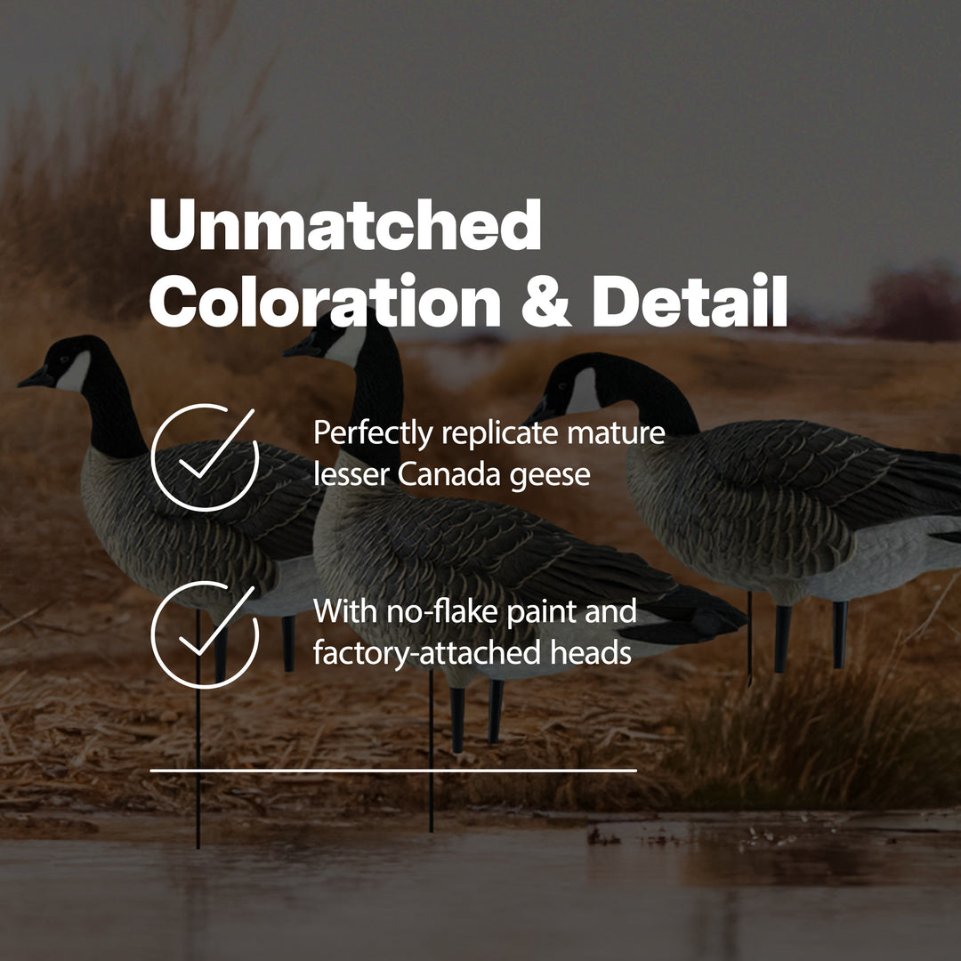 Avian X AXP Honkers Fusion Pack Lesser Canada Goose Decoys & Bag, Multi (Used) - VMInnovations