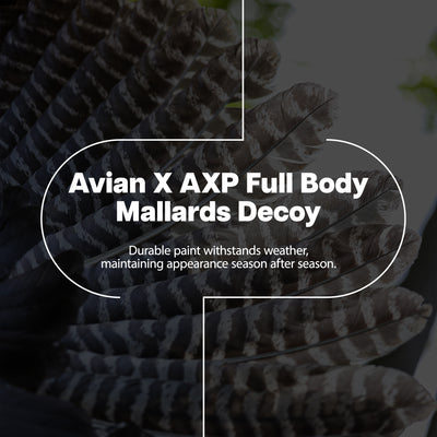 Avian X AXP Full Body Mallards Decoy, Ultra Realistic & Wind Activated, 18 Pack