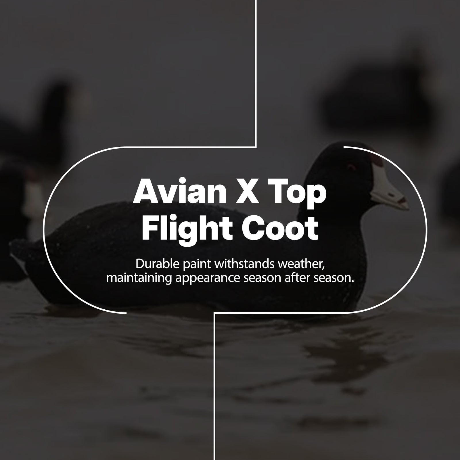 Avian X Top Flight Coot w/Ultra Realistic Paint Scheme, 6pk (Open Box) - VMInnovations
