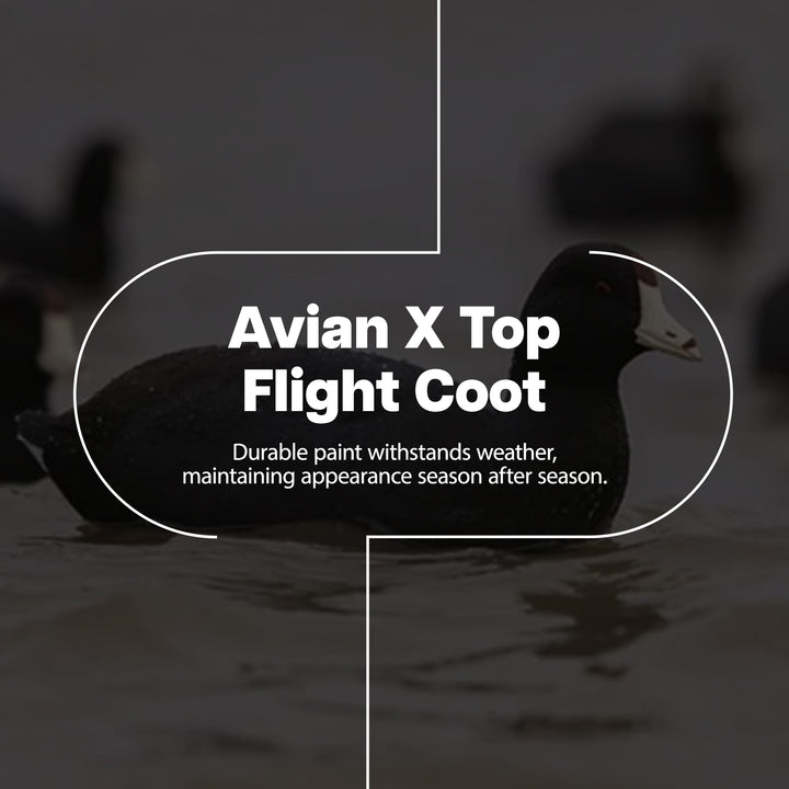 Avian X Top Flight Coot w/Ultra Realistic Paint Scheme, 6pk (Open Box) - VMInnovations