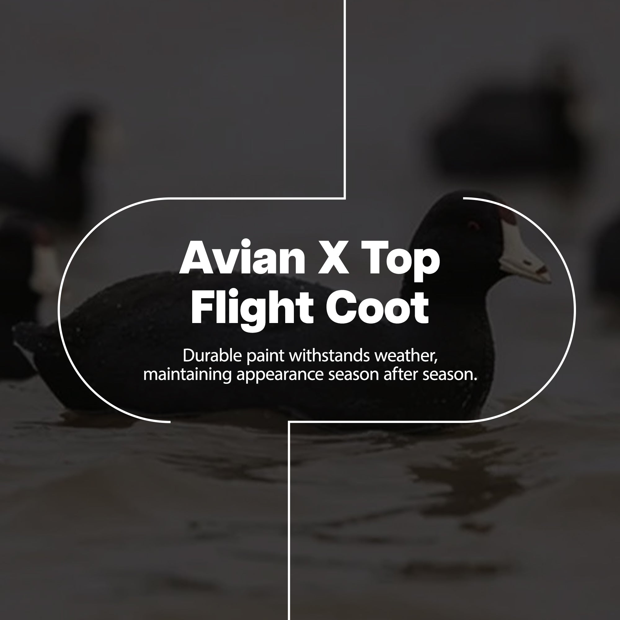 Avian X Top Flight Coot w/Ultra Realistic Paint Scheme, 6pk (Open Box) - VMInnovations