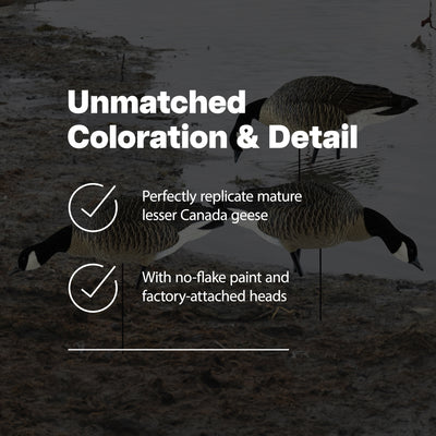 Avian X AXP Honkers Fusion Canada Goose Decoy Realistic Feeder Bodies, Set of 6 - VMInnovations
