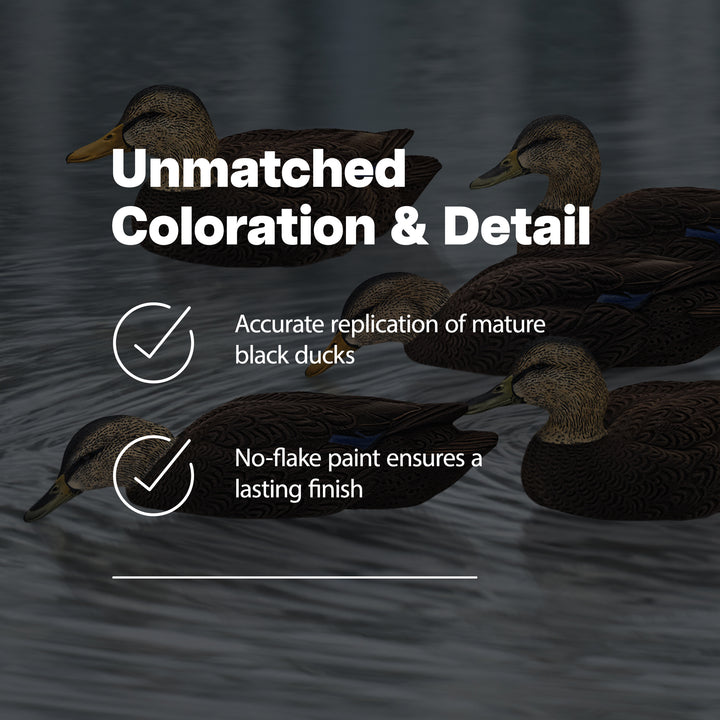 Avian X Black Ducks Decoys w/Flocked Bodies, Realistic Paint Scheme (Open Box)