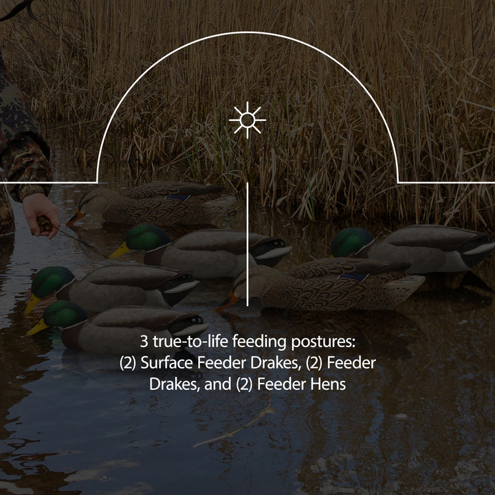 Avian X Topflight Backwater Mallards Decoys, Realistic Floating, 6pk (Open Box)